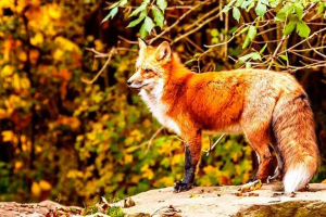 Životinjske pomiješane šume - karakteristike Životinjske pomiješane šume - karakteristike