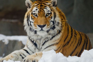 Tigrovi - vrste s opisom Tigrovi - vrste s opisom