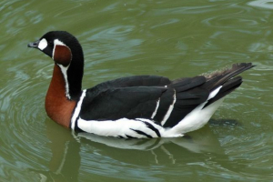 Životinje tundre crvene knjige