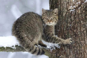 Crvena knjiga donbass (donjeck regija) Crvena knjiga donbass (donjeck regija)