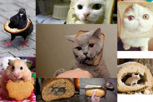 Životinje u kruhu: zlo ili glad?