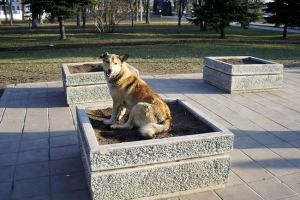 Životinjski svijet gradova