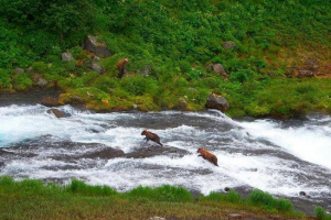 Životinjski svijet kamčatke - popis, opis i fotografije Životinjski svijet kamčatke - popis, opis i fotografije