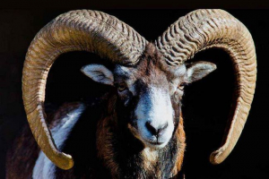 Životinjski svijet kavkaza - popis, karakteristike i fotografije Životinjski svijet kavkaza - popis, karakteristike i fotografije