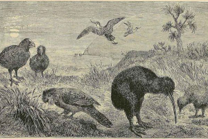 Životinjski svijet novog zelanda - fotografije i karakteristike Životinjski svijet novog zelanda - fotografije i karakteristike