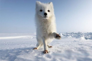 Životinjska svjetska tunddra Životinjska svjetska tunddra