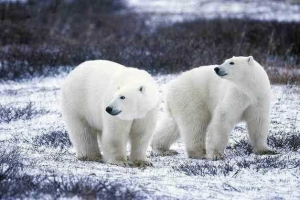 Da li bijeli medvjedi žive na arktiku? Da li bijeli medvjedi žive na arktiku?