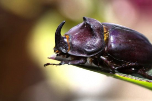 Nosoros buba Nosoros buba