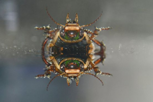 Plavderi buba Plavderi buba