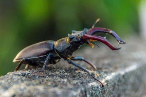 Zhuk-rogach Zhuk-rogach