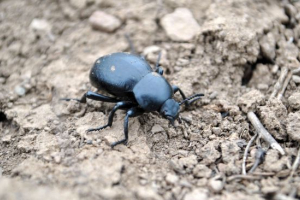 Skarab buba Skarab buba