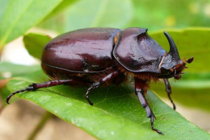Bug Bug