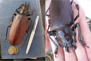 Beetles-woods ili bube-usachi Beetles-woods ili bube-usachi