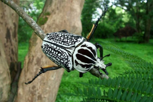 Buba-goliath. Fotografija, opis insekata