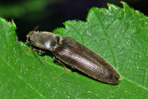 Kukavice-kvačilo - akrobats insekata