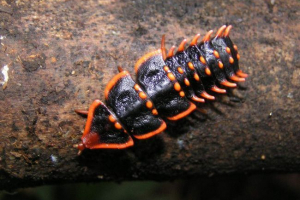 Trilobite beetles - izumrli morski artropodovi? Trilobite beetles - izumrli morski artropodovi?