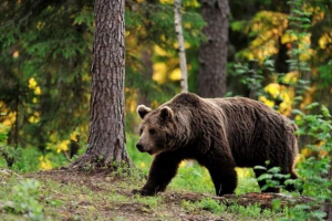 Novinar iz vladivostoka sastao se s medvjedom