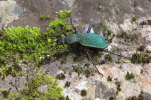 Grugger: svijet kukaca krim Grugger: svijet kukaca krim