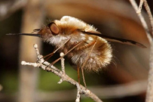 Buzzed - letjeti iz razdoblja jure Buzzed - letjeti iz razdoblja jure