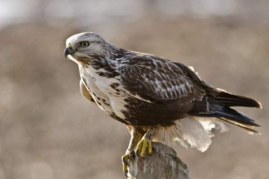 Zimnyak: opis, fotografija i video