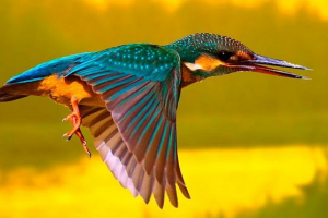 Kingfisher - opis, fotografija, stanište Kingfisher - opis, fotografija, stanište