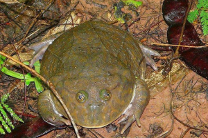 Zlo shaencepinka: tko je ljut na žabu bugita? Zlo shaencepinka: tko je ljut na žabu bugita?