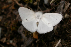 Zlatuzku: fotografija noćnog leptira Zlatuzku: fotografija noćnog leptira