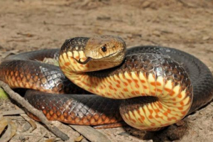 Zmija australija Zmija australija