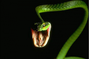 Zmije na ulicama moskve uplašene građane Zmije na ulicama moskve uplašene građane