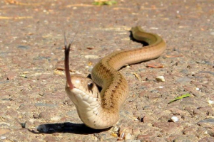 Snake deca: fotografija, opis sjevernoameričkog reptila