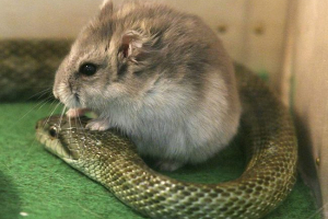 Zmija i hrčka Zmija i hrčka