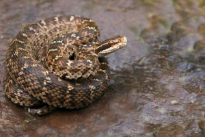 Snake sh pokazuje Snake sh pokazuje