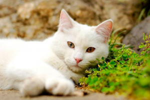 Bijela mačka vrijednost u snu u različitim situacijama Bijela mačka vrijednost u snu u različitim situacijama