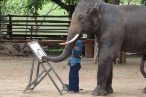 Vrijednost i osnovne funkcije slonova debla Vrijednost i osnovne funkcije slonova debla