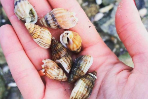 Vrijednost mekušaca za prirodu i čovjeka