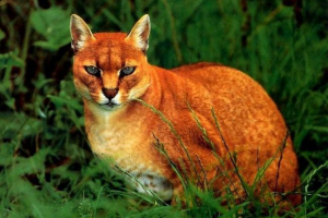 Zlatna afrička mačka Zlatna afrička mačka