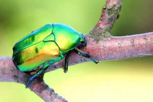 Zlatno brona Zlatno brona