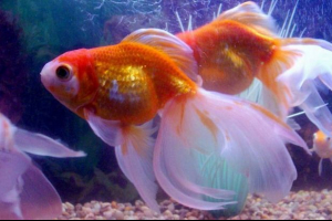 Zlatna ribica: raznoraz vrsta