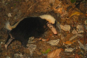 Zordsky smelly badger koji je zaštićen kao skunk