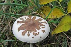 Kišobran conrad Kišobran conrad