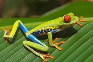 Zoologija: znanost životinja i istraživanja Zoologija: znanost životinja i istraživanja