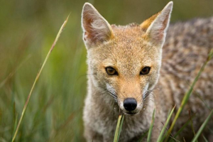 Zorro azara - uopće ne hrabri heroj, već obitelj životinjske slike Zorro azara - uopće ne hrabri heroj, već obitelj životinjske slike