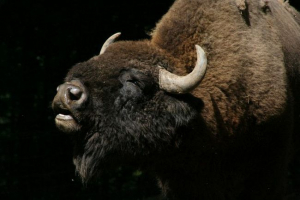 Bison - vlasnik šume belinzhskaya Bison - vlasnik šume belinzhskaya