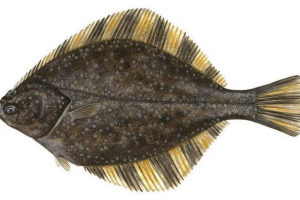 Starflash star: kakvu ribu? Starflash star: kakvu ribu?