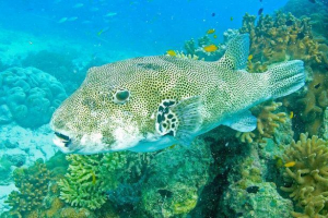 Star arotron - neobična riba