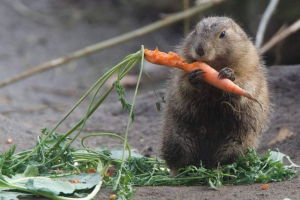 Zvijezda dana postala je psa livada Zvijezda dana postala je psa livada