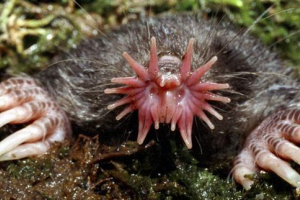 Starrel: smiješno krtica Starrel: smiješno krtica